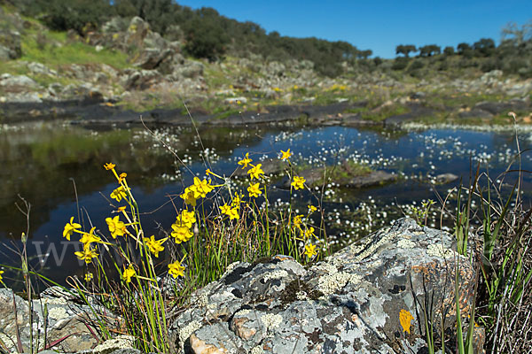 Jonquille (Narcissus jonquilla)