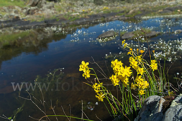 Jonquille (Narcissus jonquilla)