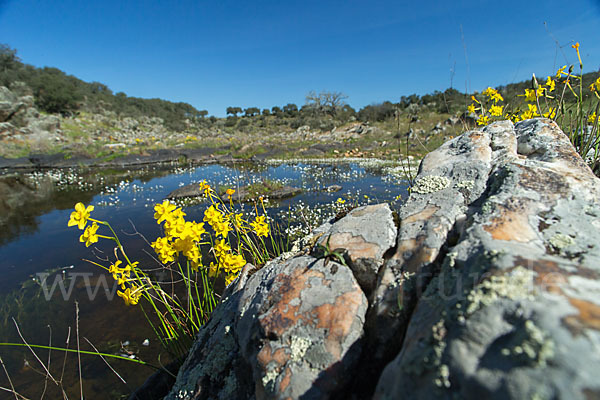 Jonquille (Narcissus jonquilla)