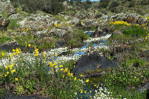 Jonquille (Narcissus jonquilla)