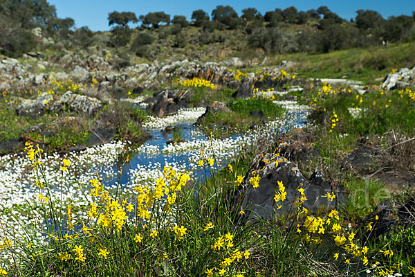 Jonquille (Narcissus jonquilla)