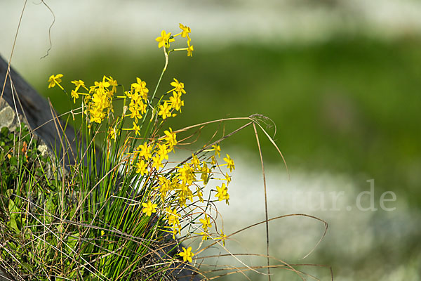 Jonquille (Narcissus jonquilla)