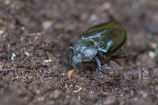 Juchtenkäfer (Osmoderma eremita)