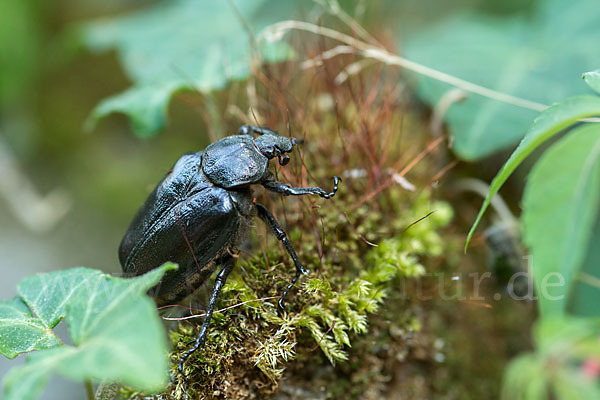 Juchtenkäfer (Osmoderma eremita)