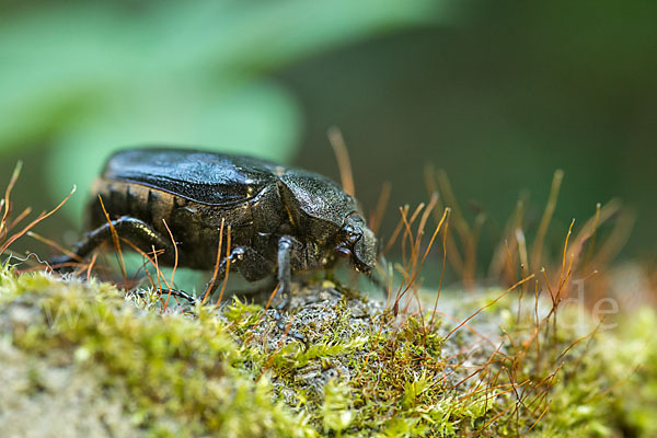 Juchtenkäfer (Osmoderma eremita)