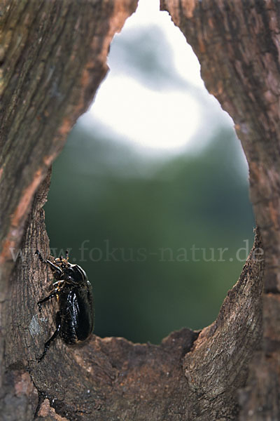 Juchtenkäfer (Osmoderma eremita)