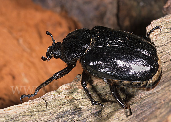 Juchtenkäfer (Osmoderma eremita)