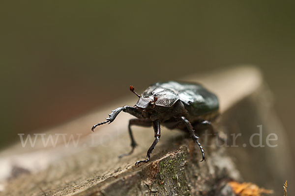 Juchtenkäfer (Osmoderma eremita)