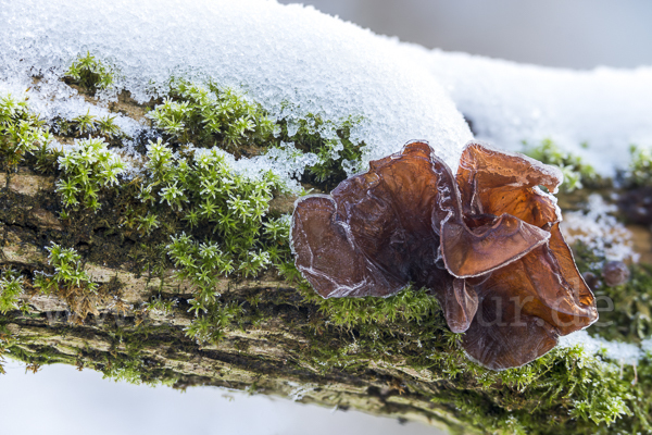 Judasohr (Auricularia auricula-judae)