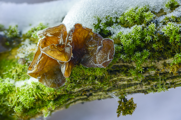 Judasohr (Auricularia auricula-judae)