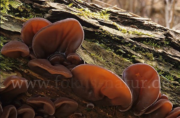 Judasohr (Auricularia auricula-judae)