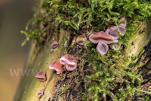 Judasohr (Auricularia auricula-judae)