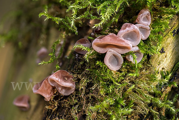 Judasohr (Auricularia auricula-judae)