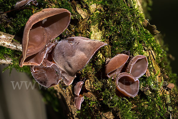 Judasohr (Auricularia auricula-judae)