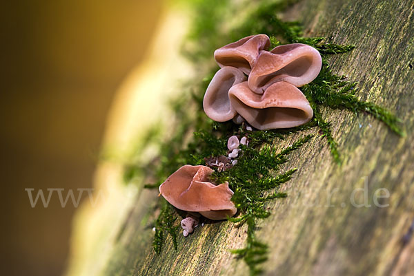 Judasohr (Auricularia auricula-judae)