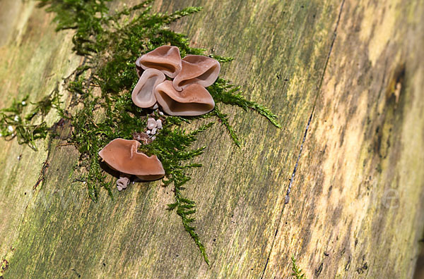 Judasohr (Auricularia auricula-judae)