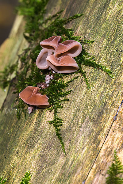 Judasohr (Auricularia auricula-judae)