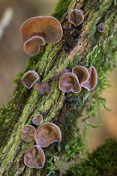 Judasohr (Auricularia auricula-judae)