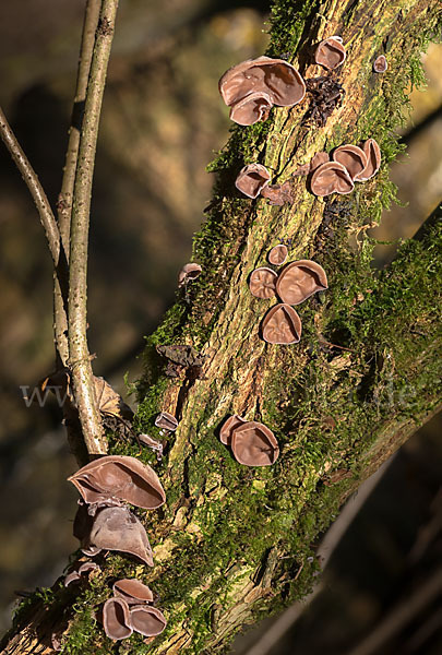 Judasohr (Auricularia auricula-judae)