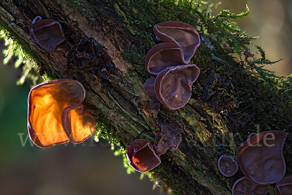 Judasohr (Auricularia auricula-judae)