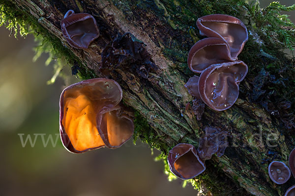 Judasohr (Auricularia auricula-judae)