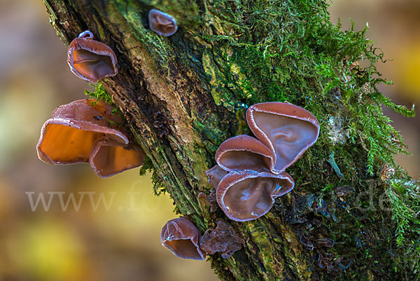 Judasohr (Auricularia auricula-judae)