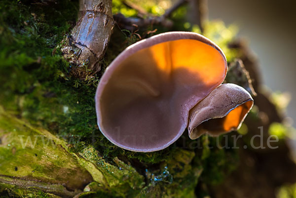 Judasohr (Auricularia auricula-judae)