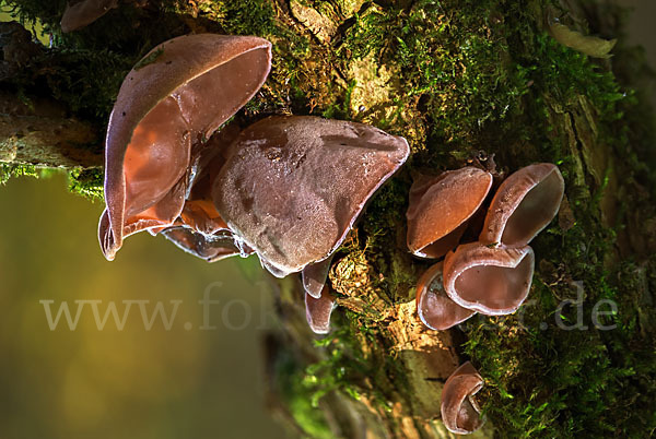 Judasohr (Auricularia auricula-judae)