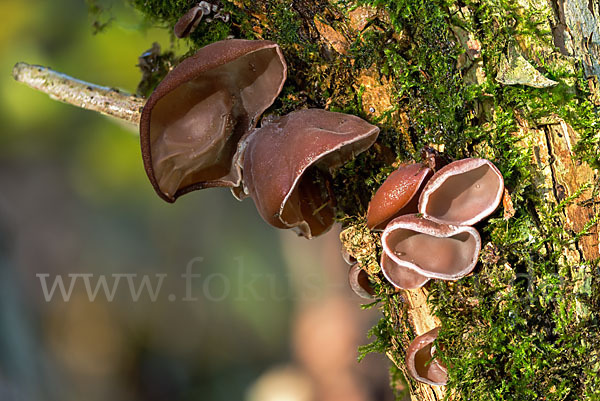 Judasohr (Auricularia auricula-judae)