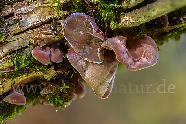 Judasohr (Auricularia auricula-judae)