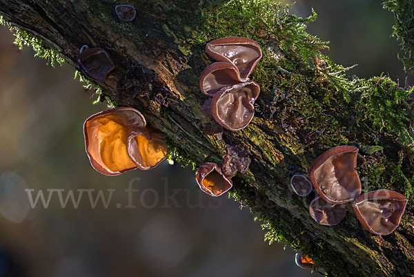 Judasohr (Auricularia auricula-judae)