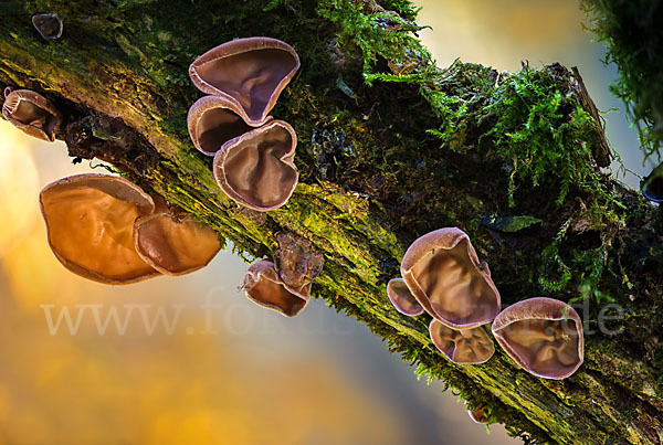 Judasohr (Auricularia auricula-judae)