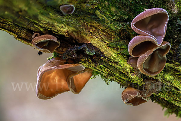 Judasohr (Auricularia auricula-judae)