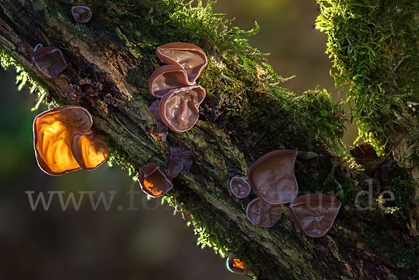 Judasohr (Auricularia auricula-judae)