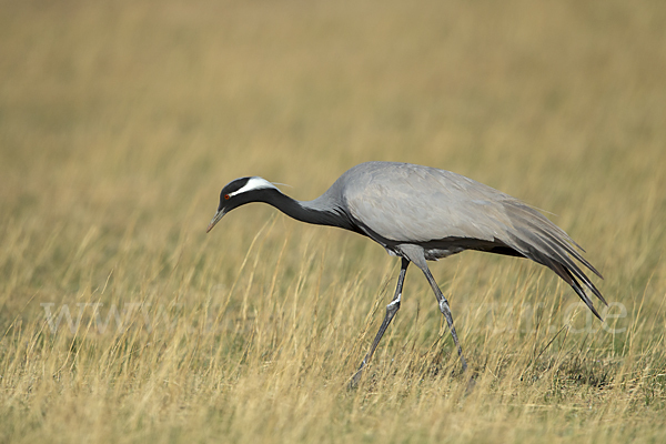 Jungfernkranich (Anthropoides virgo)