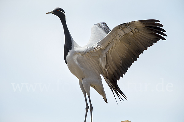 Jungfernkranich (Anthropoides virgo)