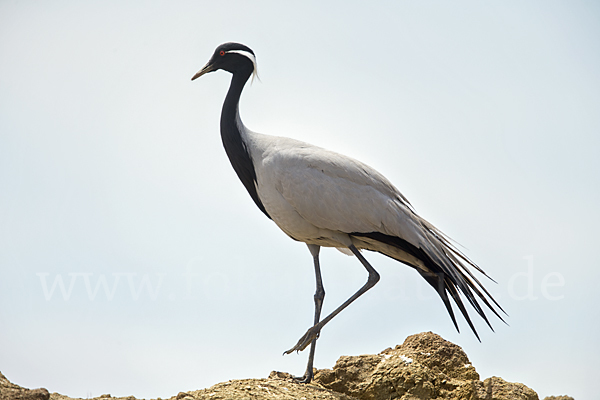 Jungfernkranich (Anthropoides virgo)