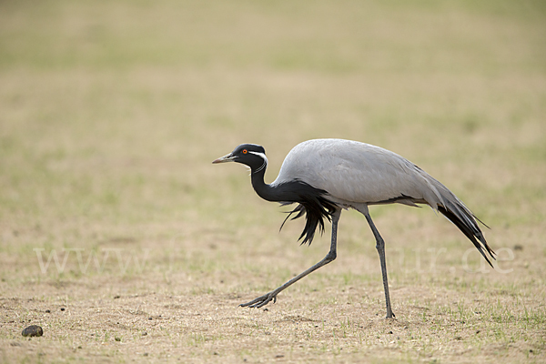 Jungfernkranich (Anthropoides virgo)