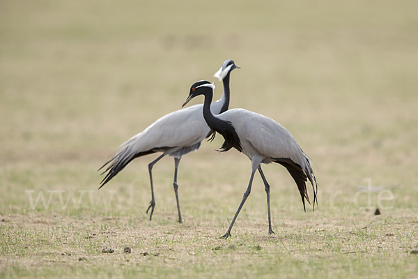 Jungfernkranich (Anthropoides virgo)