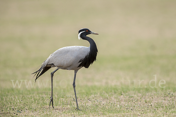 Jungfernkranich (Anthropoides virgo)