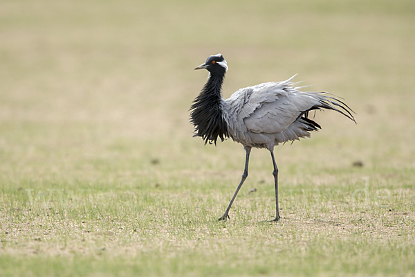 Jungfernkranich (Anthropoides virgo)