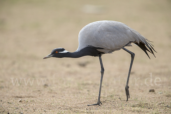 Jungfernkranich (Anthropoides virgo)