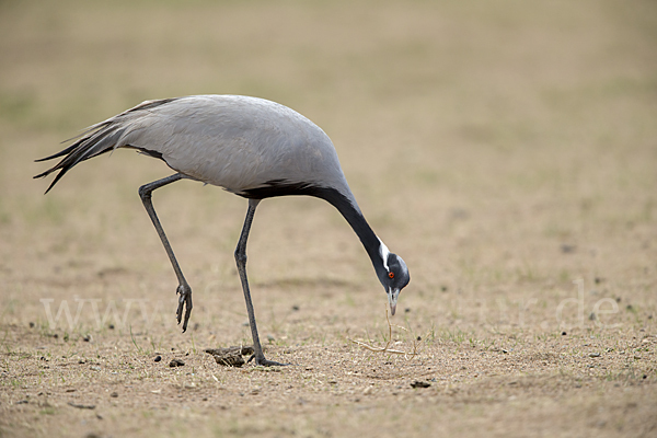 Jungfernkranich (Anthropoides virgo)