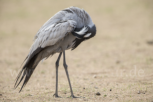 Jungfernkranich (Anthropoides virgo)