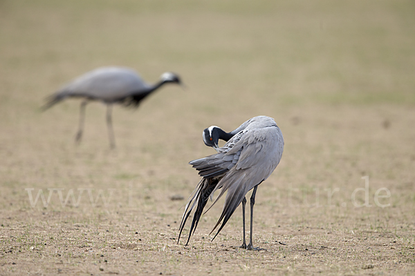 Jungfernkranich (Anthropoides virgo)