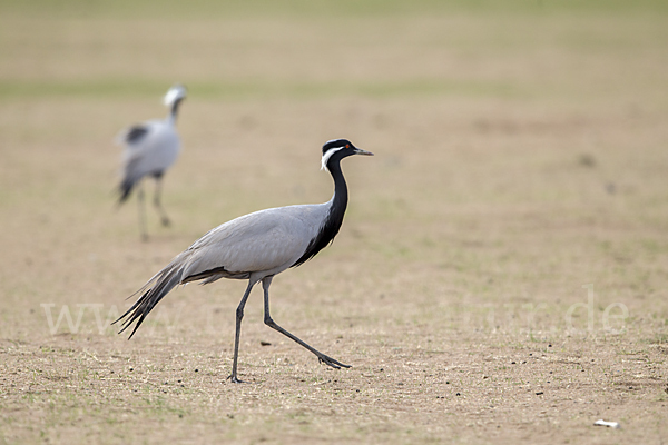 Jungfernkranich (Anthropoides virgo)