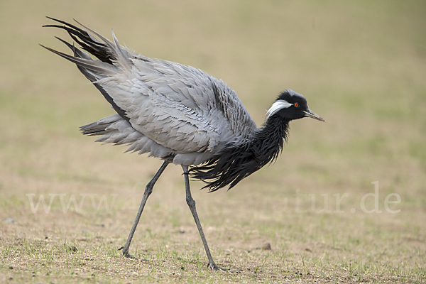 Jungfernkranich (Anthropoides virgo)