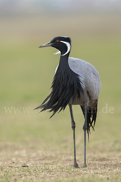 Jungfernkranich (Anthropoides virgo)