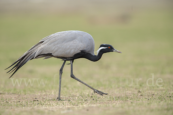 Jungfernkranich (Anthropoides virgo)