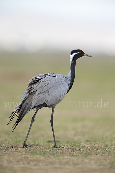 Jungfernkranich (Anthropoides virgo)